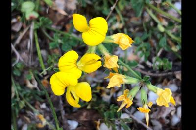 <i>Lotus corniculatus</i>