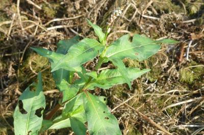 <i>Persicaria maculosa</i>
