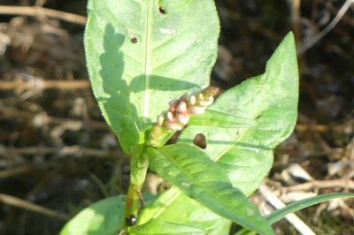 <i>Persicaria maculosa</i>