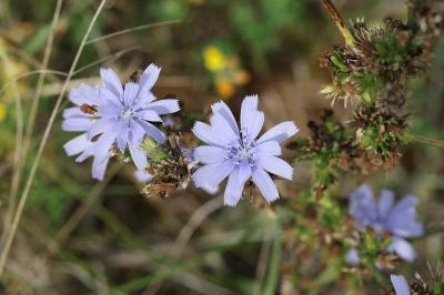 <i>Cichorium intybus</i>