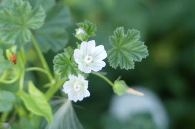 <i>Malva neglecta</i>