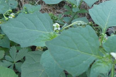 <i>Solanum nigrum</i>