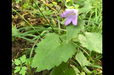 <i>Campanula trachelium</i>
