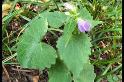 <i>Campanula trachelium</i>