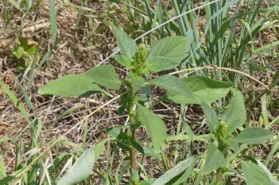 <i>Amaranthus</i>