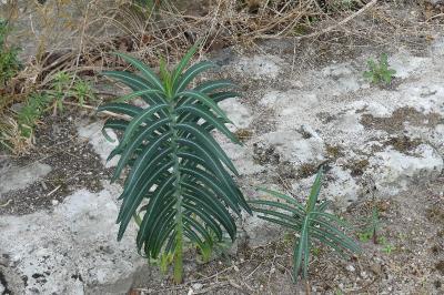 <i>Euphorbia lathyris</i>