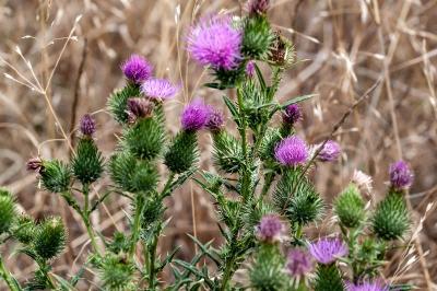 <i>Cirsium vulgare</i>