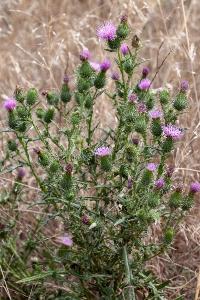 <i>Cirsium vulgare</i>