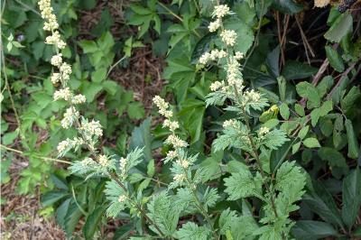 <i>Artemisia vulgaris</i>