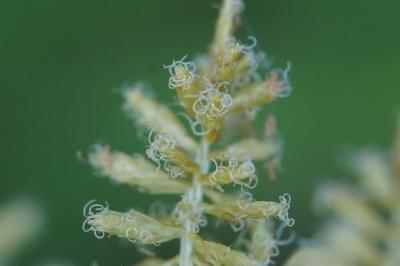 <i>Cyperus esculentus</i>