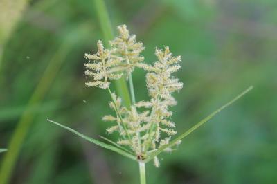 <i>Cyperus esculentus</i>