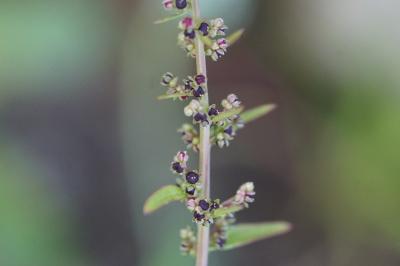 <i>Lipandra polysperma</i>