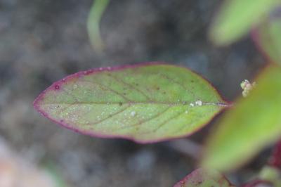 <i>Lipandra polysperma</i>