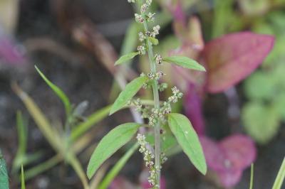 <i>Lipandra polysperma</i>