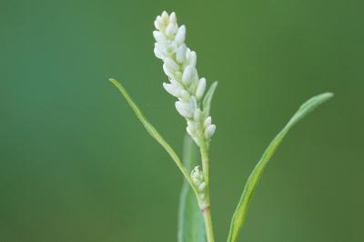 <i>Persicaria maculosa</i>