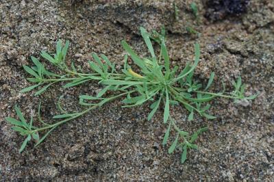 <i>Corrigiola litoralis</i>