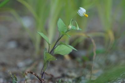 <i>Solanum nigrum</i>