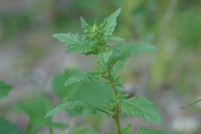 <i>Dysphania ambrosioides</i>