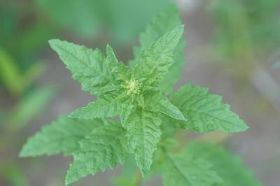 <i>Dysphania ambrosioides</i>