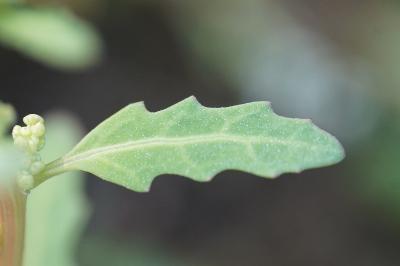 <i>Oxybasis glauca</i>