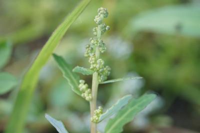 <i>Oxybasis glauca</i>