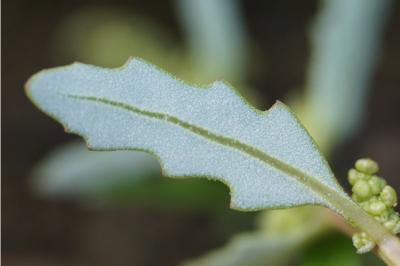<i>Oxybasis glauca</i>