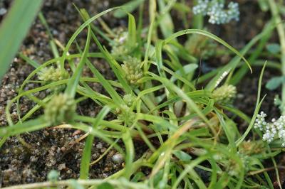 <i>Cyperus michelianus</i>