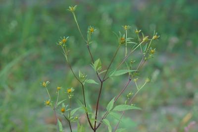 <i>Bidens frondosa</i>
