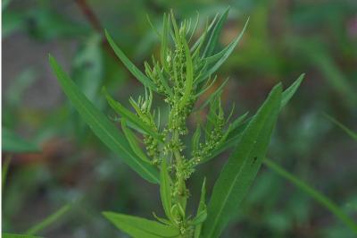 <i>Rumex</i>