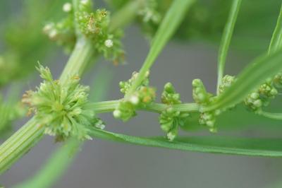 <i>Rumex</i>