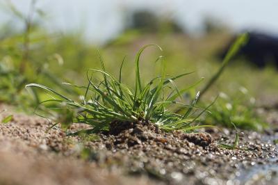 <i>Cyperus fuscus</i>