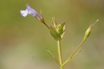 <i>Lindernia dubia</i>