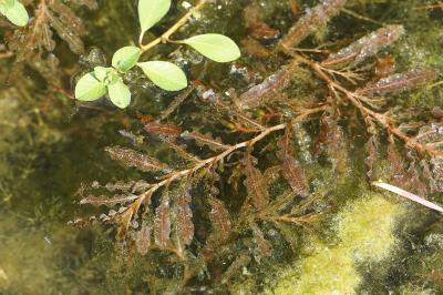 <i>Potamogeton crispus</i>