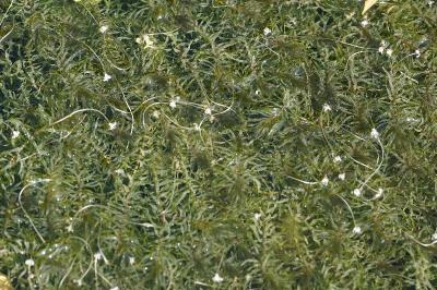 <i>Elodea nuttallii</i>