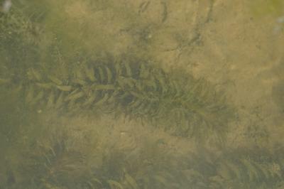 <i>Elodea densa</i>