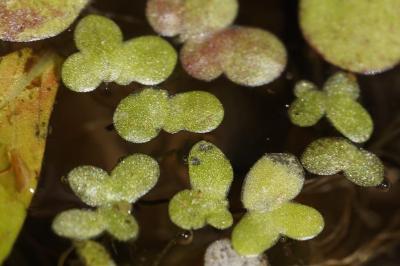 <i>Lemna minor</i>