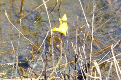 <i>Utricularia neglecta</i>