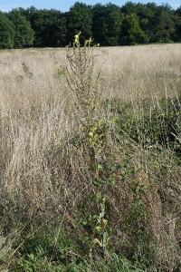 <i>Verbascum pulverulentum</i>