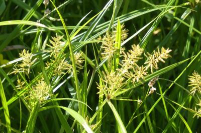 <i>Cyperus esculentus</i>