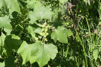<i>Xanthium orientale</i>