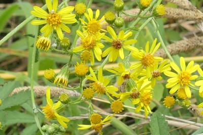 <i>Jacobaea vulgaris</i>