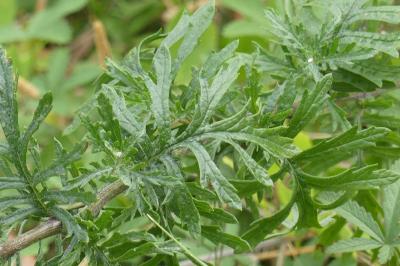<i>Jacobaea vulgaris</i>