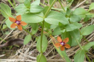 <i>Lysimachia arvensis</i>