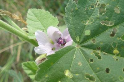<i>Althaea officinalis</i>