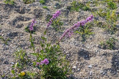 <i>Lythrum salicaria</i>