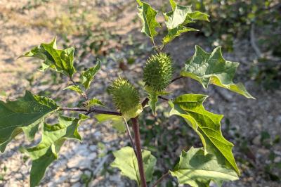 <i>Datura stramonium</i>