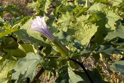 <i>Datura stramonium</i>