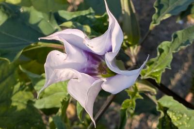 <i>Datura stramonium</i>