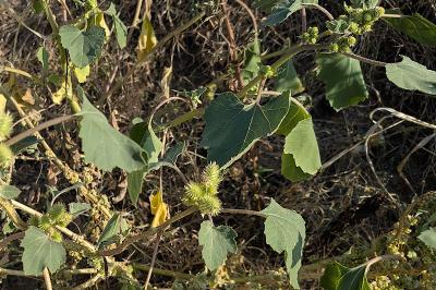 <i>Xanthium orientale</i>