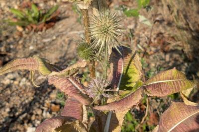 <i>Dipsacus fullonum</i>